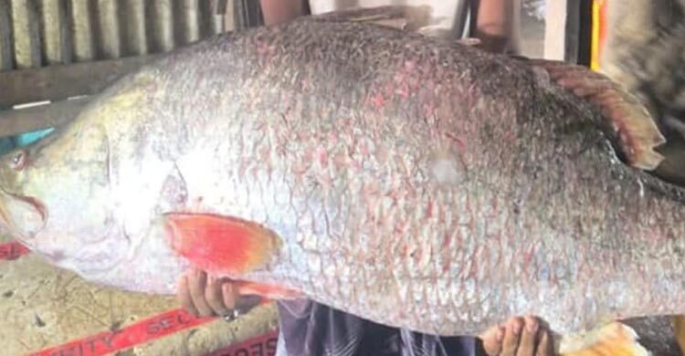 হাতিয়ায় ধরা পড়লো ২৮ কেজির কোরাল, সাড়ে ৪১ হাজারে বিক্রি