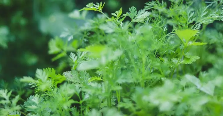 রক্তে শর্করা ও ব্যথা নিয়ন্ত্রণে ধনিয়া পাতার জাদু