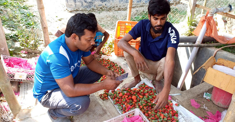 মেয়ের শখ মেটাতে স্ট্রবেরি চাষ, বিক্রি ১৮ লাখ টাকা
