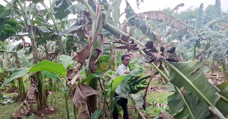 শিক্ষকতা ছেড়ে ফল চাষে স্বাবলম্বী ছানোয়ার