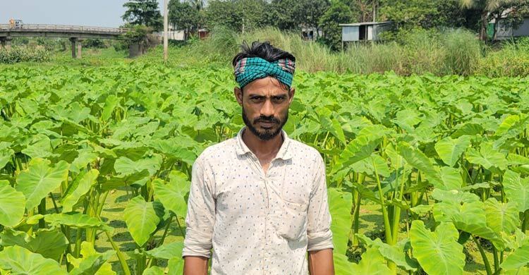 কচু-লতি চাষে স্বাবলম্বী আজিজুল ফকির