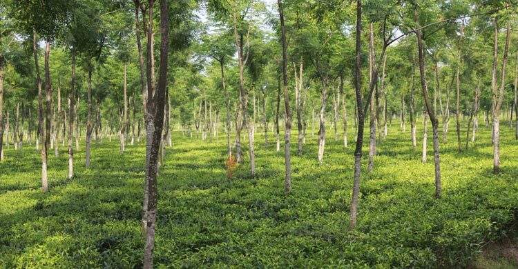 বছরের ব্যবধানে চা রপ্তানি বেড়েছে দ্বিগুণের বেশি