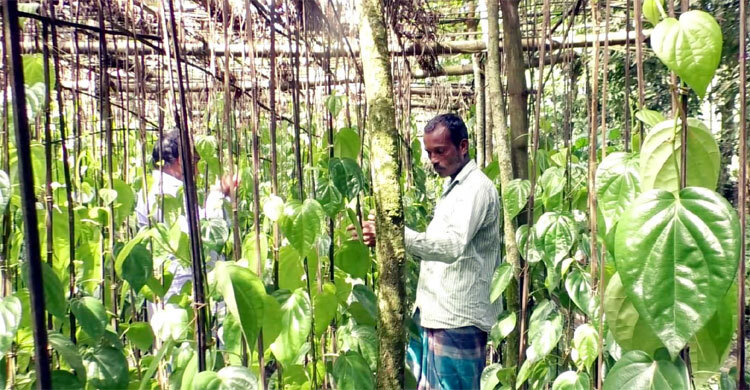 বাণিজ্যিক পান চাষে আগ্রহ হারাচ্ছেন কৃষকেরা