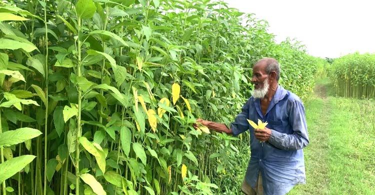 ফরিদপুরে পাটের জাগ ও দাম নিয়ে শঙ্কিত চাষিরা