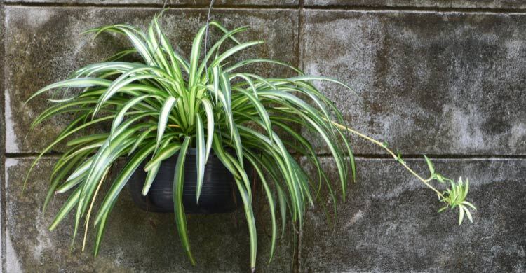 স্পাইডার প্ল্যান্টের সহজ যত্ন