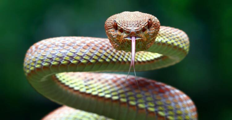 বিশ্বের সবচেয়ে বিষধর ৬ সাপ চিনে রাখুন