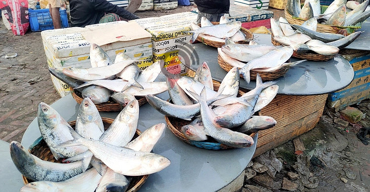 মাছ উৎপাদনে ‘মাইলফলক’ ছাড়ানোর পথে বাংলাদেশ