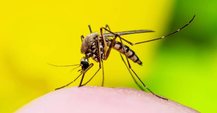 ডেঙ্গু থেকে বাঁচতে সাবধান হবেন যেভাবে