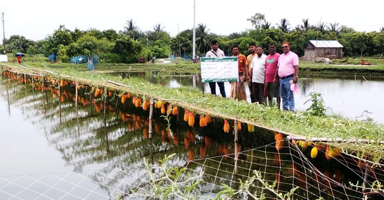 দেবহাটায় মাছের ঘেরে তরমুজ চাষ, কৃষকের মুখে হাসি
