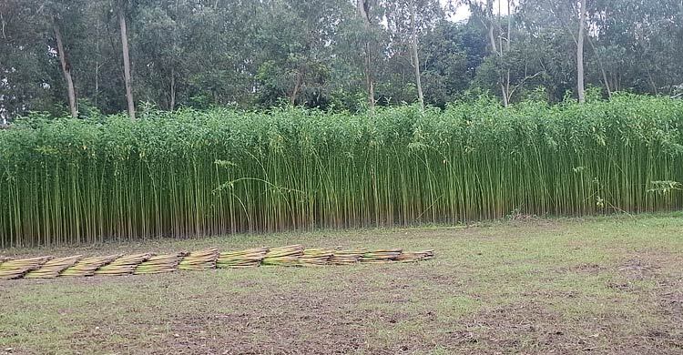 টাঙ্গাইলে পাট চাষে কৃষকের মুখে হাসি