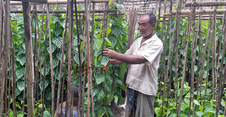 পান চাষে মন্দা, চা‌ষিদের মন খারাপ
