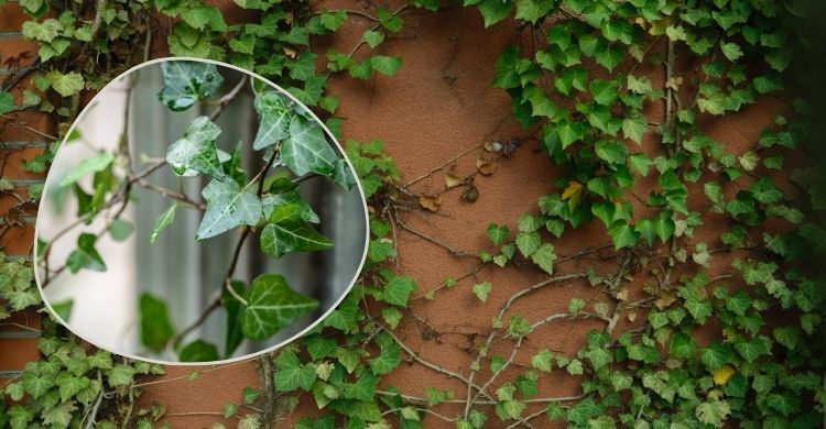 আইভি গাছ উপকারী নাকি অপকারী