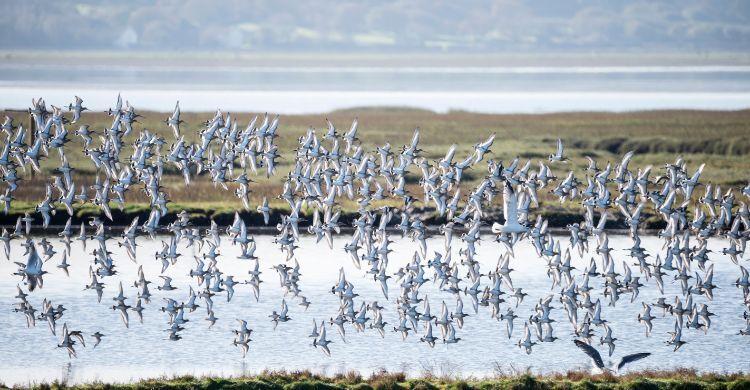 বিলুপ্ত হয়ে যাচ্ছে প্রকৃতির অলংকার