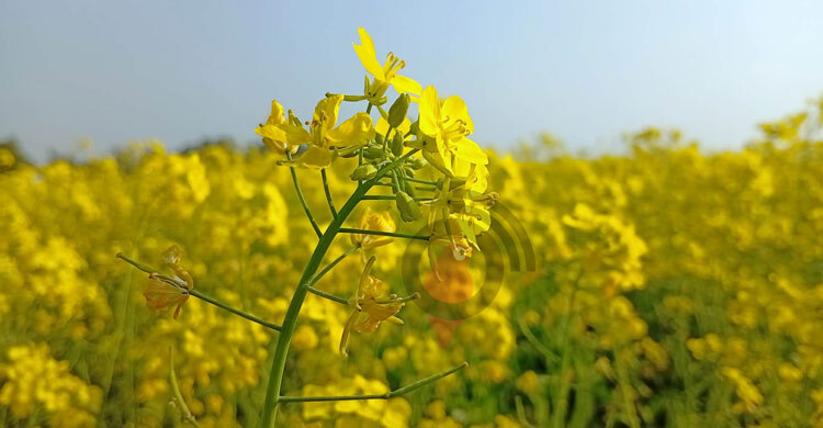 সরিষায় নতুন স্বপ্ন দেখছেন পাবনার কৃষকেরা