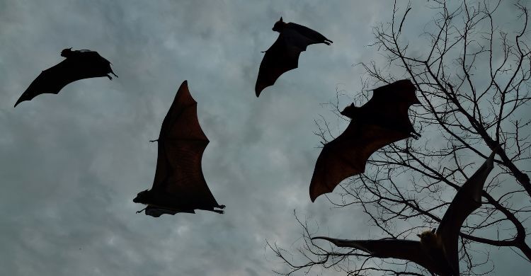 শীতে টাটকা খেজুরের রস থেকে হতে পারে ভয়াবহ বিপদ