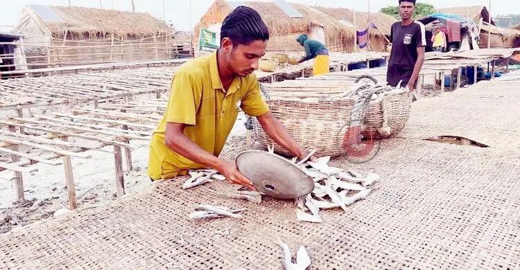 ‘সাহেব সিন্ডিকেট’ ছাড়া দুবলার চরে শুঁটকি বিক্রি মানা