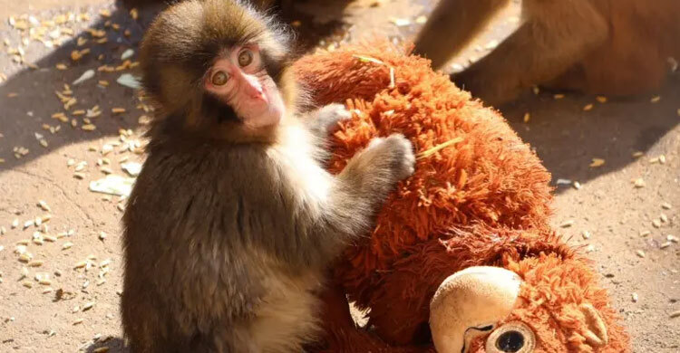 খেলনা মায়ের সঙ্গে শিশু বানর পাঞ্চের খুনসুঁটি