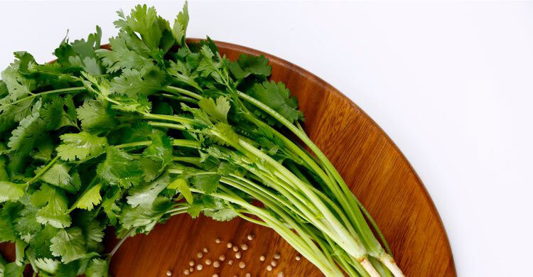 আপনি কি ধনিয়া পাতার গন্ধ সহ্য করতে পারেন না? জানুন কারণ