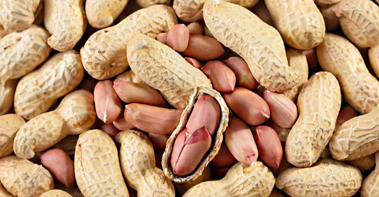 গরমে বাদাম খাওয়া কি স্বাস্থ্যের জন্য ভালো?