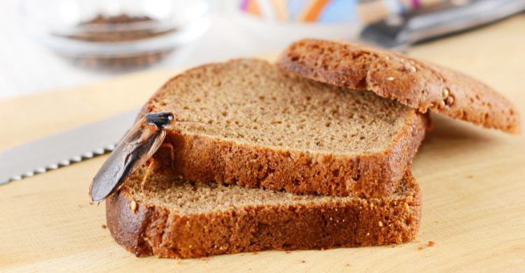 শীতে কি আসলেই ঘরে তেলাপোকার উপদ্রব বাড়ে