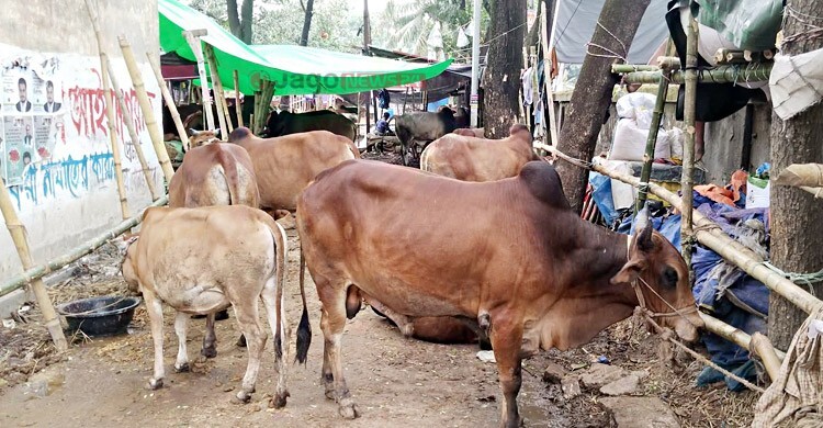 এখন শুধু বাজার যাচাই, দু-একদিনেই জমবে বেচাকেনা