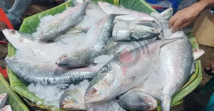 বাড়িতে ইলিশ মাছের কাঁটা ছাড়াবেন যেভাবে