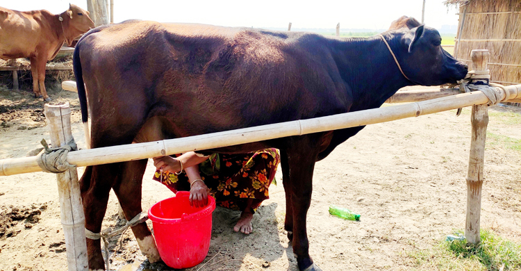 দৈনিক ৩ লিটার দুধ দিচ্ছে ১০ মাসের বাছুর