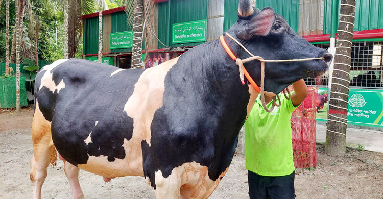 ৮ লাখে মিলবে ২৯ মণের ‘টাইটানিক’