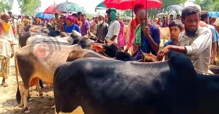 কৃষকের লাভের গুড় ব্যাপারীর পকেটে!