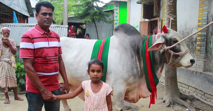 বুলবুলের উপহারের গরু কোরবানি হলো বঙ্গবন্ধু-প্রধানমন্ত্রীর নামে