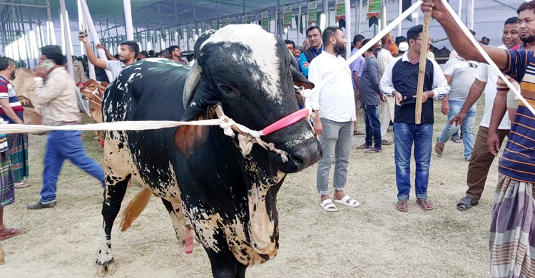 চুয়াডাঙ্গায় জমকালো গরুমেলা, থাকছে র‌্যাম্প শো