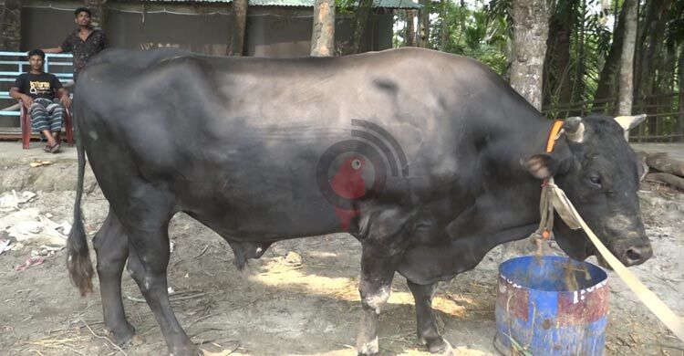 ৮ লাখে বিক্রি হবে ২৫ মণের ‘বীর বাহাদুর’