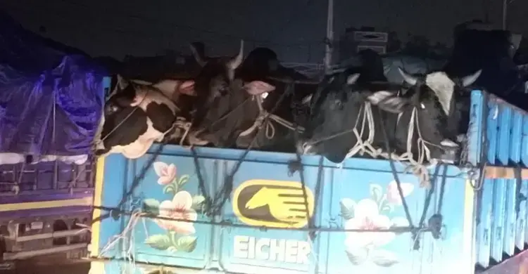 পরিবহন খরচে বাড়তি চাপ, ঢাকার হাটে আসা নিয়ে শঙ্কায় খামারিরা