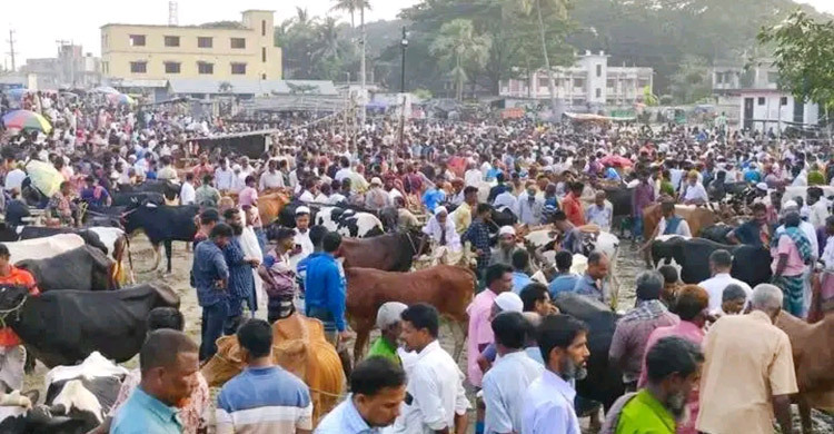চাহিদার চেয়ে ৪৫ হাজার পশু বেশি, হাটে ক্রেতা খরা