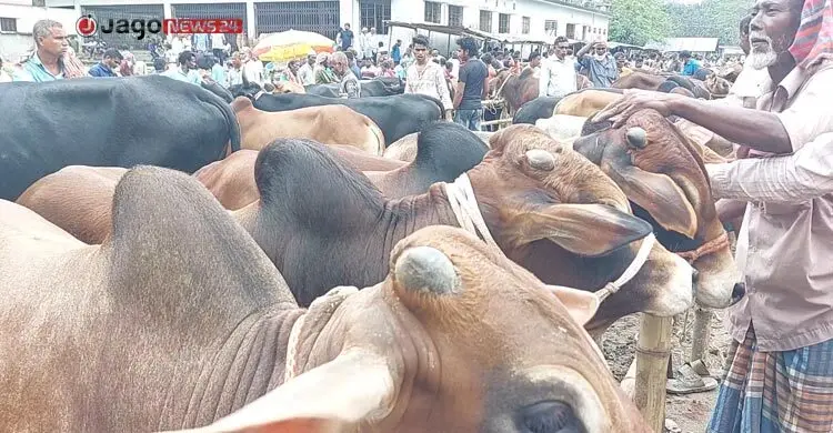 সীমান্তে কড়াকড়ি, হাটে নেই ভারতীয় গরু
