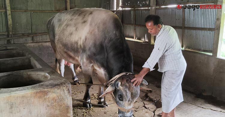 আশানুরূপ দাম মেলেনি, ‘জায়েদ খান’-কে নিজেই কোরবানি দেবেন মালিক