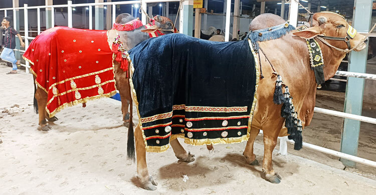১৪ লাখে বিক্রি হলো ‘জায়েদ খান-পাঠান’