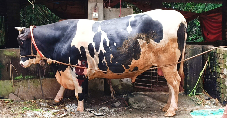 Cow-(3).jpg