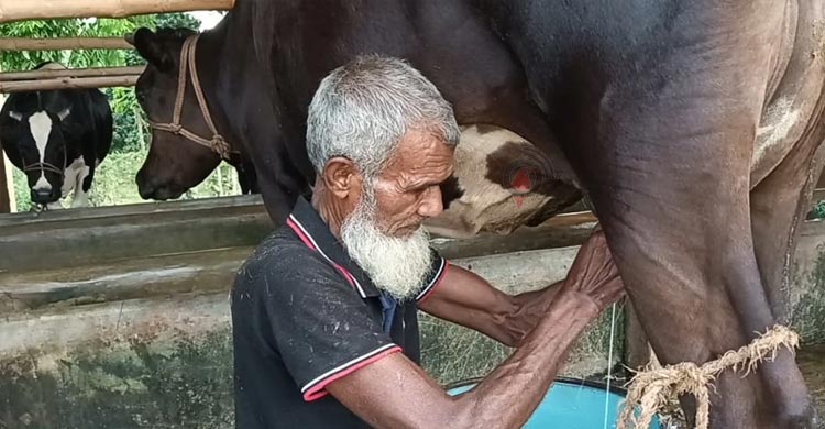 এক গরু থেকে শত গরুর মালিক আমিরুল