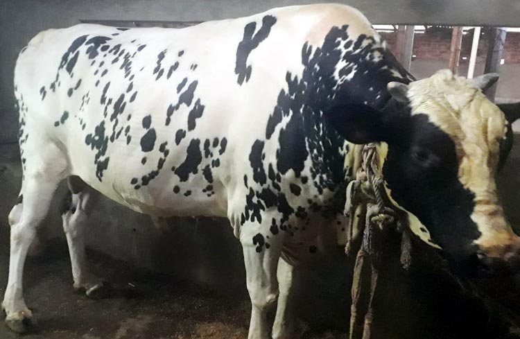 বিক্রি হলেই গোয়ালঘরের দরজা কেটে বের করা হবে ৪০ মণের সম্রাটকে