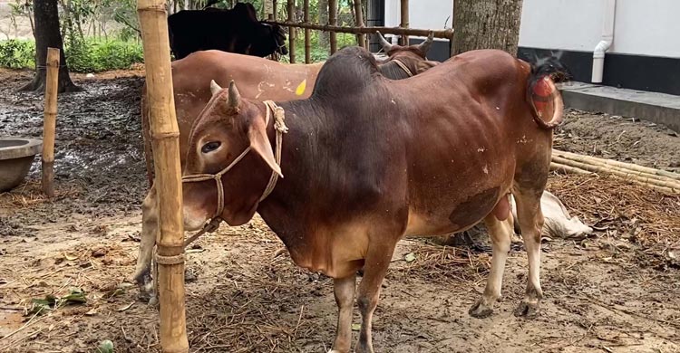 চাঁপাইনবাবগঞ্জে ক্রেতা কম, গরু বিক্রি নিয়ে শঙ্কায় খামারিরা