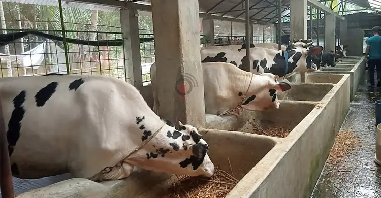 রেজাউলের দুগ্ধ খামারের বায়োগ্যাসে চলে রান্নার কাজ