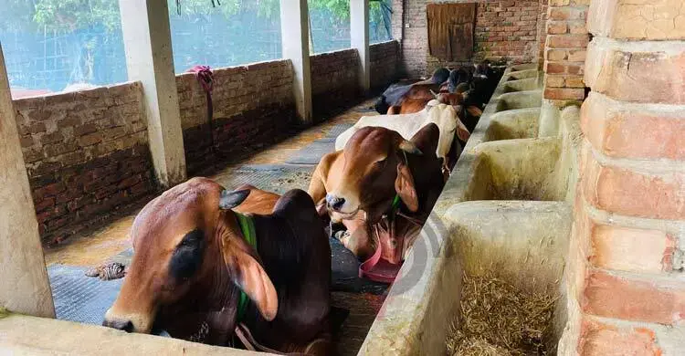 পরিবহন খরচে বাড়তি চাপ, ঢাকার হাটে আসা নিয়ে শঙ্কায় খামারিরা 