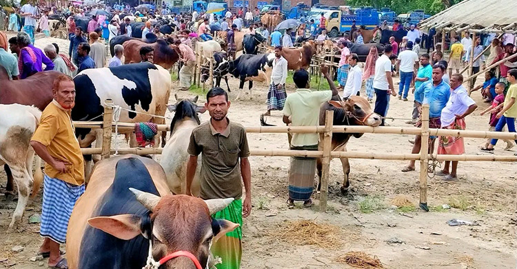 চাহিদার চেয়ে ৪৫ হাজার পশু বেশি, হাটে ক্রেতা খরা
