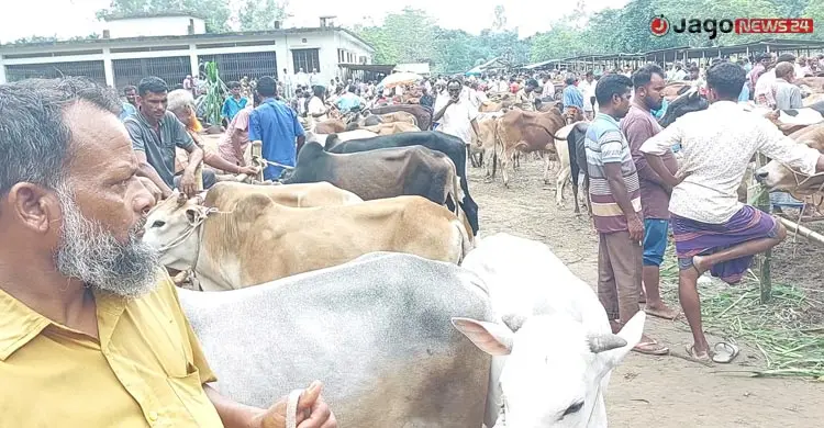 সীমান্তে কড়াকড়ি, হাটে নেই ভারতীয় গরু