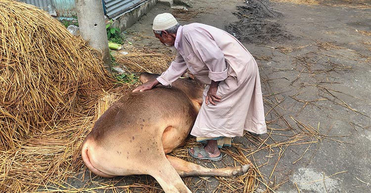 স্টেশনে গরুর পা ভাঙতেই ভেঙে গেল মনির শেখের স্বপ্ন