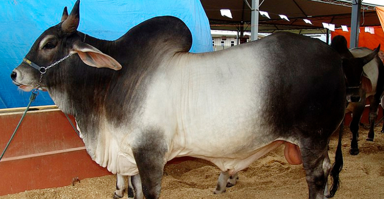 কসাইখানায় রাখা গরু জবাই করে মাংস নিয়ে গেলো দুর্বৃত্তরা