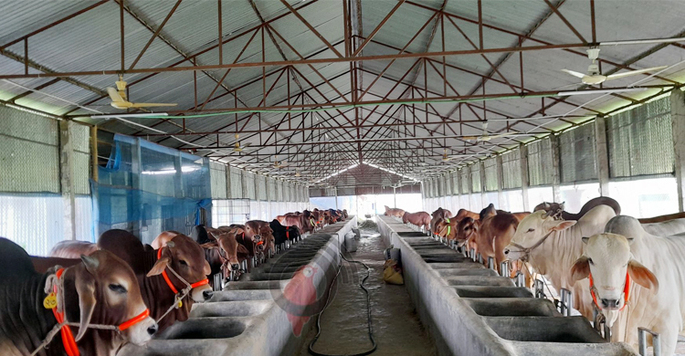 কোরবানির আগেই গরুর দাম বাড়ার শঙ্কা