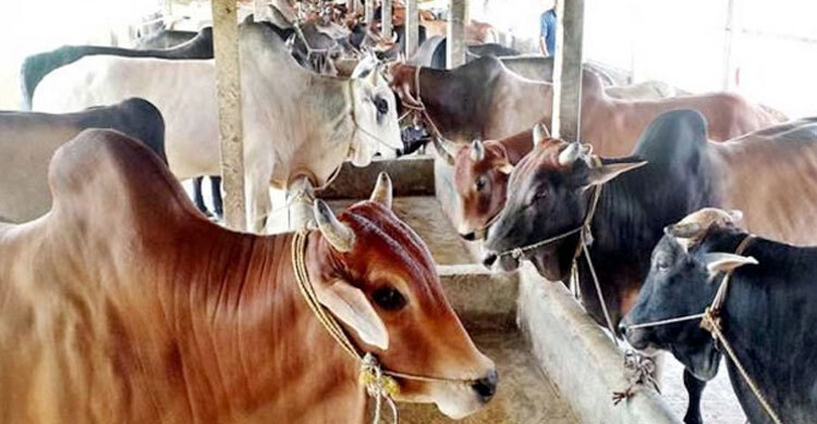 কোরবানিযোগ্য পশু ১ কোটি ২৫ লাখ