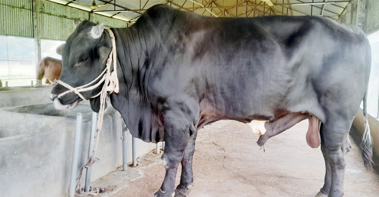 ২৫ মণের কালোমানিকের দাম ১০ লাখ